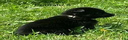 German Shepherd dogs for sale: German Shepherd 5 - Ad 8