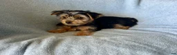 Yorkshire Terrier dogs for sale: Cody-Boy - Ad 5