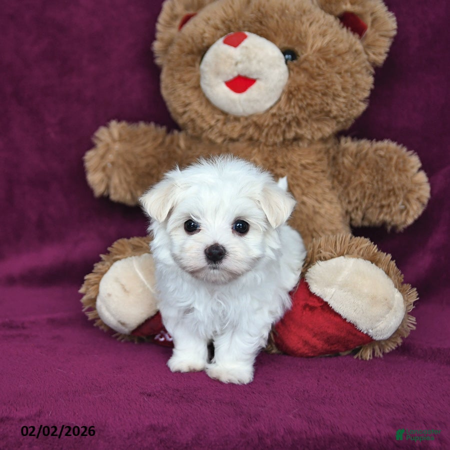 Maltese dogs Beau - Ad 2