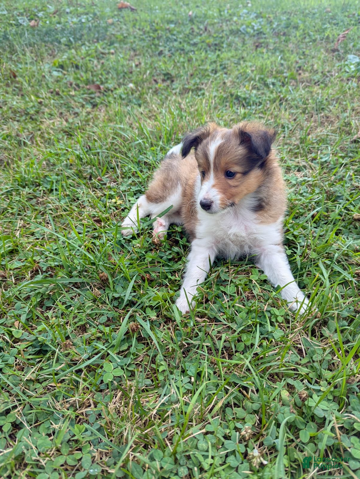 Shetland Sheepdog dogs Shetland Sheepdog 2 - Ad 42