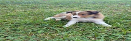 Shetland Sheepdog dogs for sale: Shetland Sheepdog 2 - Ad 1