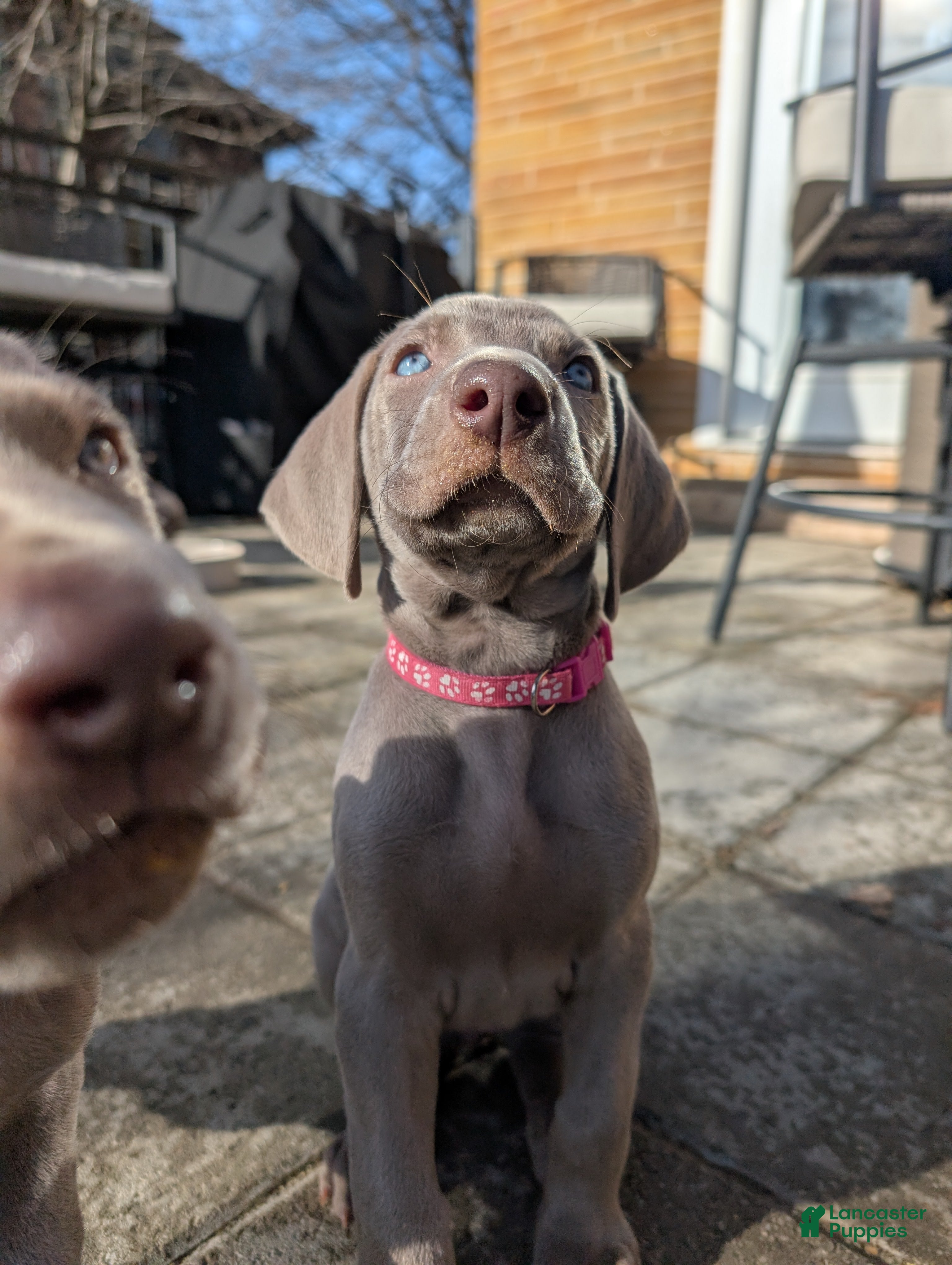 Weimaraner dogs Vega - Ad 4