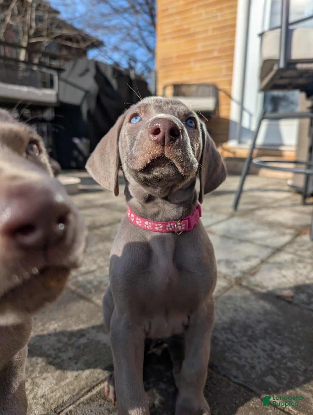 Weimaraner dogs for sale: Vega - Ad 1