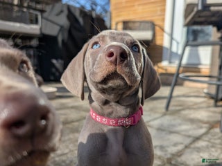 Weimaraner dogs Vega - Ad 4