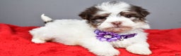 Havanese dogs for sale: Callie - Ad 1