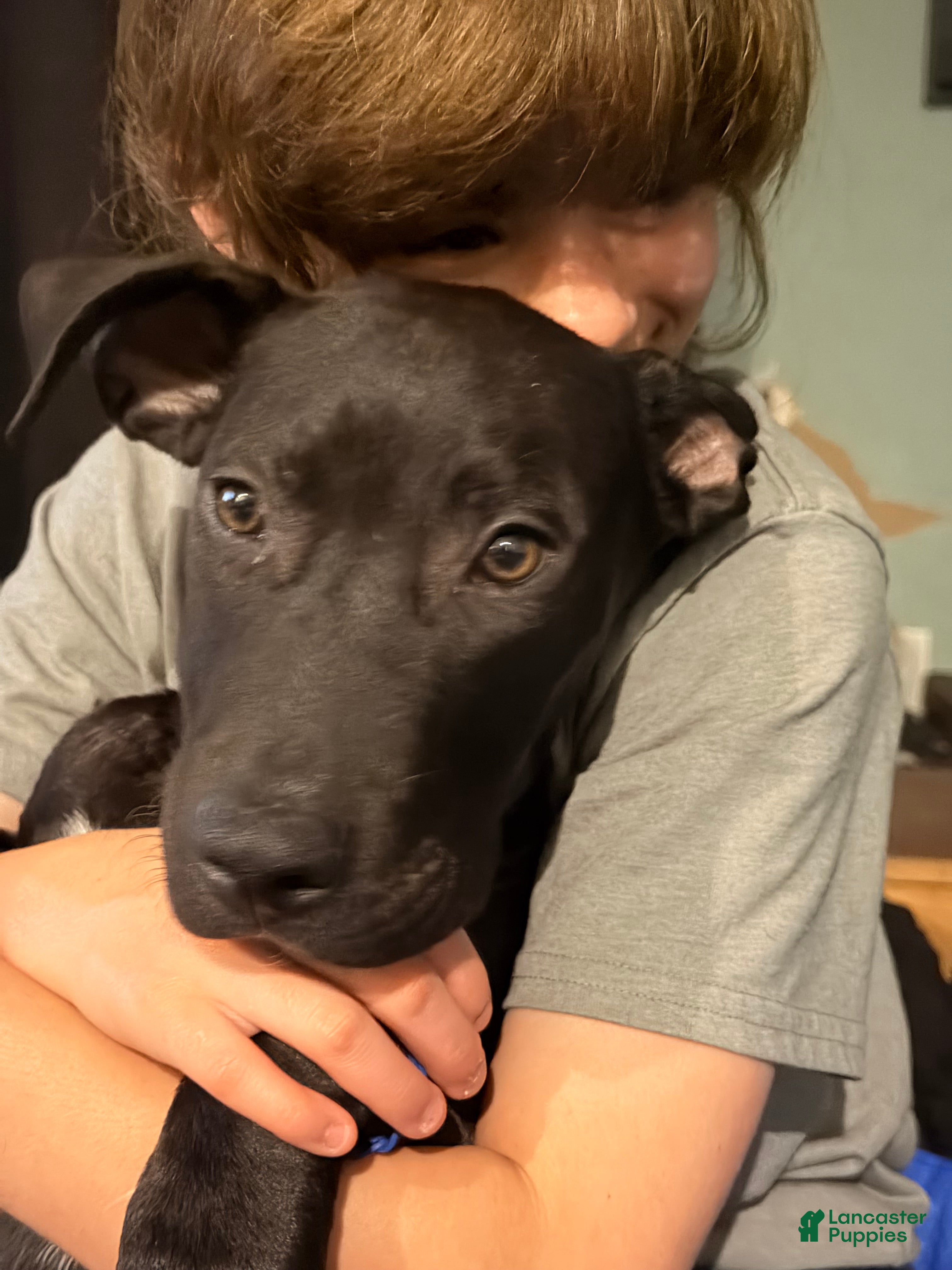 Mixed Breed dogs for sale: Sebastian  - Ad 1