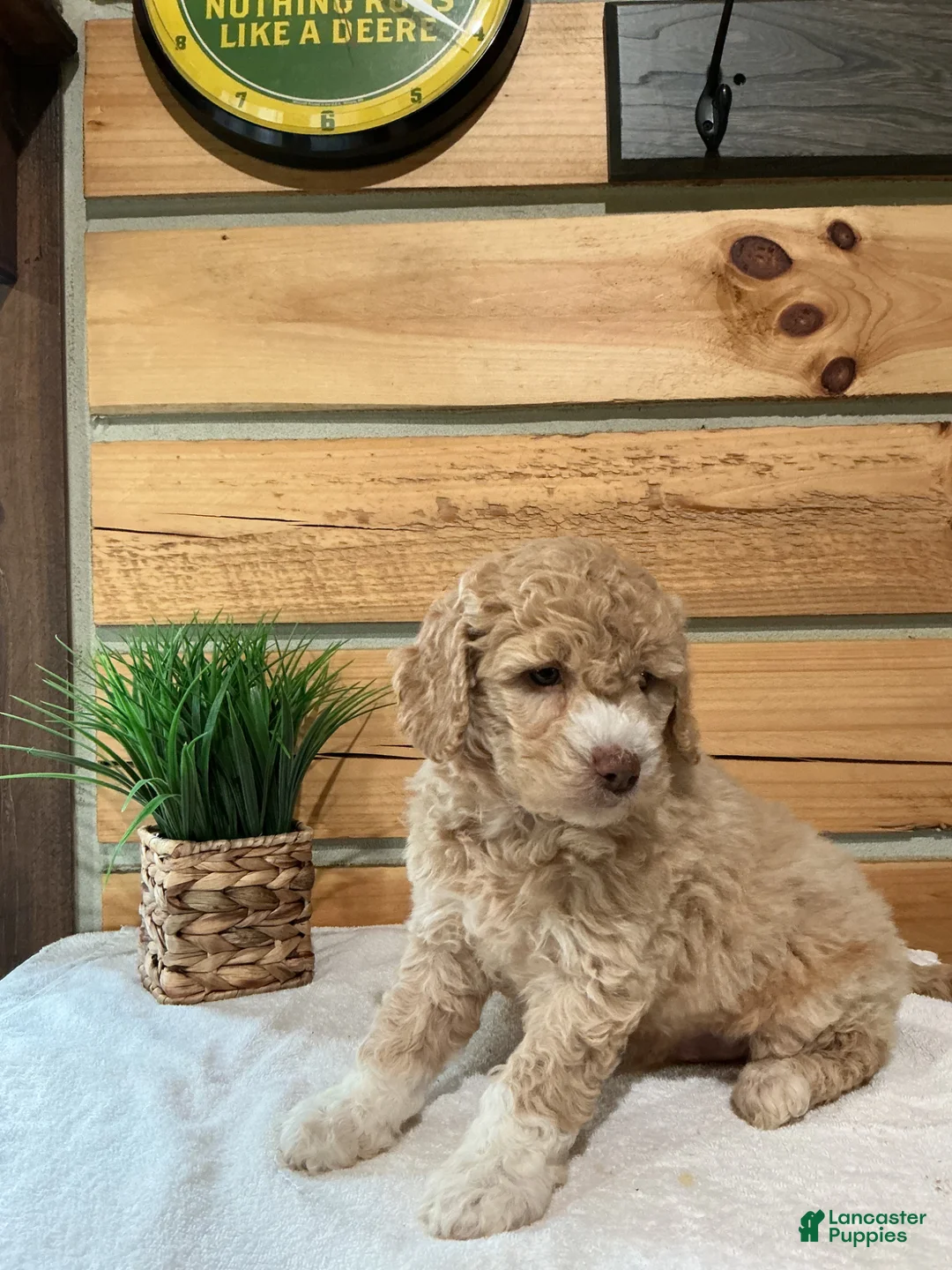 Mini Goldendoodle dogs for sale: Mason - Ad 1