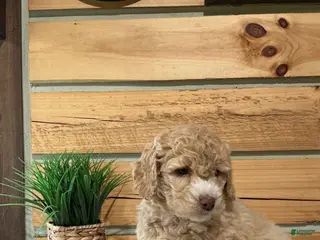 Mini Goldendoodle dogs for sale: Mason - Ad 4