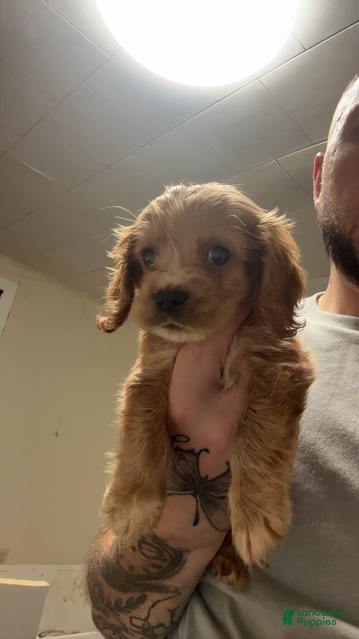 Cocker Spaniel dogs Cocker Spaniel 1 - Ad 32