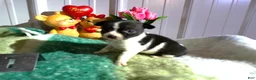 Chihuahua dogs for sale: Chihuahua Puppy 1 Ronda - Ad 3