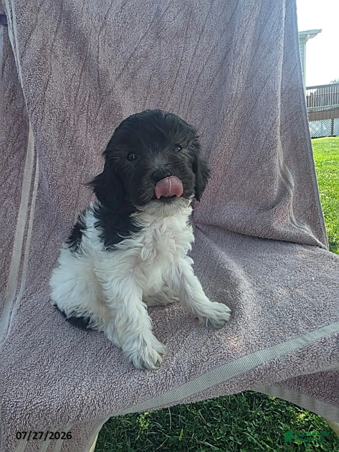 Toy Poodle dogs for sale: Pepper - Ad 2