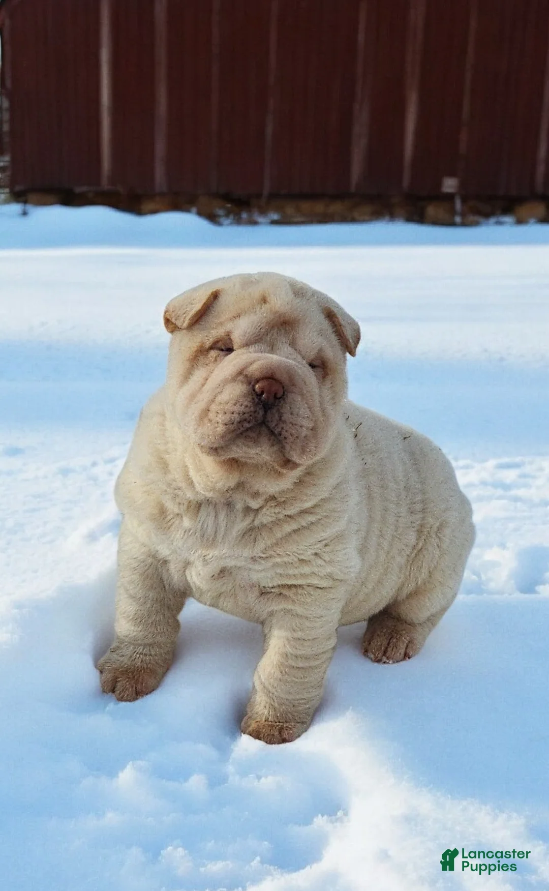 Shar Pei dogs for sale: Blizzard mini - Ad 26