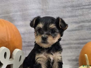 Yorkiepoo dogs - Ad 11