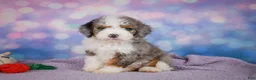 Mini Bernedoodle dogs for sale: Sandy - Ad 5