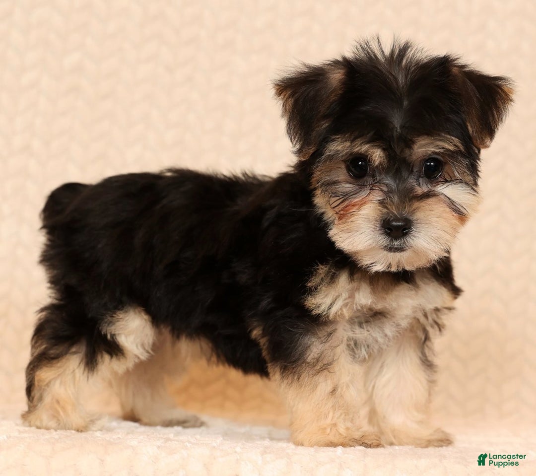 Yochon dogs for sale: Darla - Ad 2