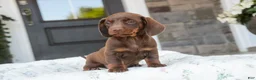 Dachshund dogs for sale: Mocha - Ad 5
