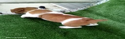 Jack Russell Terrier dogs for sale: Molly - Ad 3