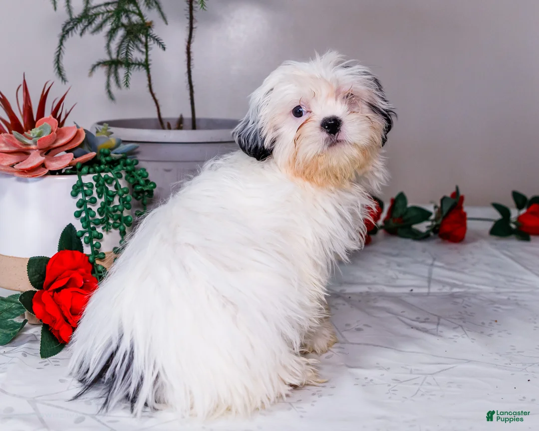 Shih Tzu dogs for sale: Lanetta - Ad 11