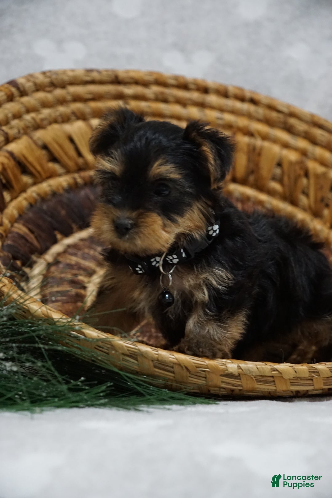 Yorkshire Terrier dogs for sale: Daisy - Ad 2