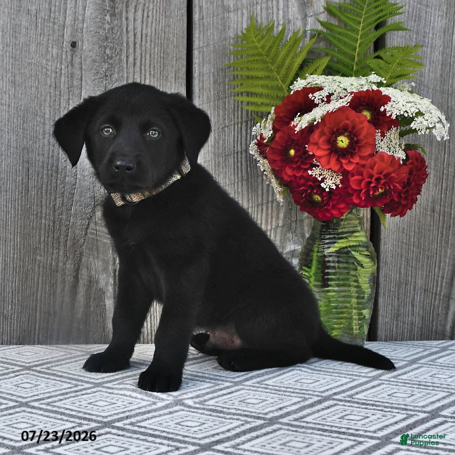 Mixed Breed dogs for sale: Jimbo - Ad 3