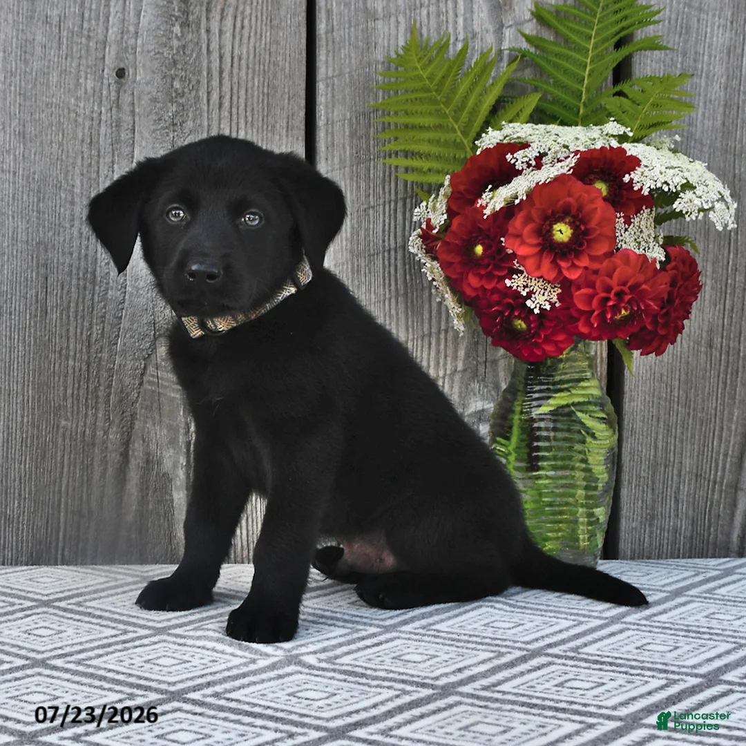 Mixed Breed dogs for sale: Jimbo - Ad 1