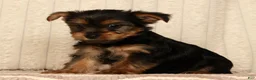 Yorkshire Terrier dogs for sale: Lila - Ad 6