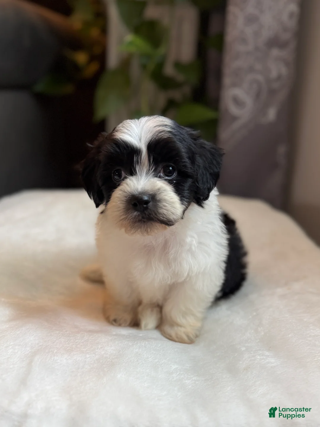 Teddy Bear dogs for sale: Gus - Ad 2
