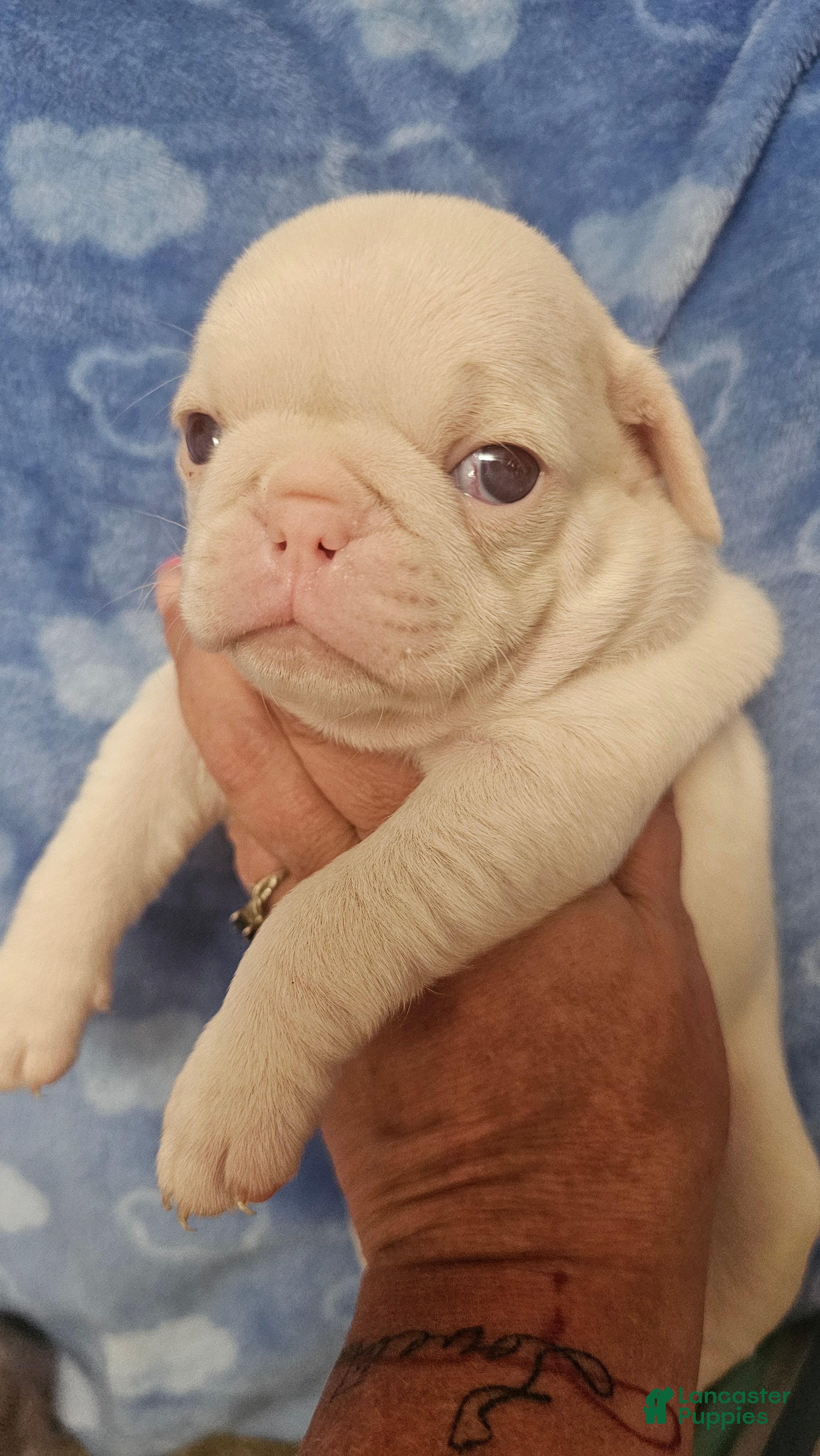 Pug dogs Pug Puppy 2 - Ad 1