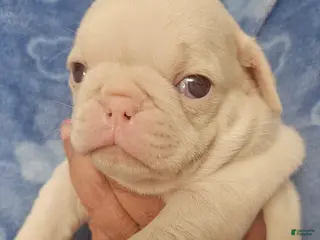 Pug dogs Pug Puppy 2 - Ad 3