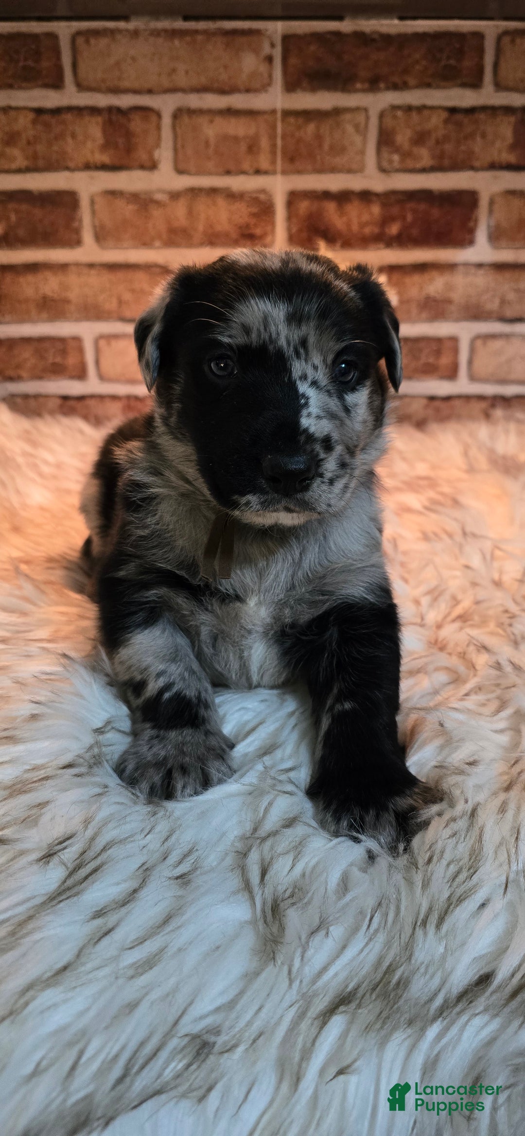 Mixed Breed dogs for sale: Atlas - Ad 2