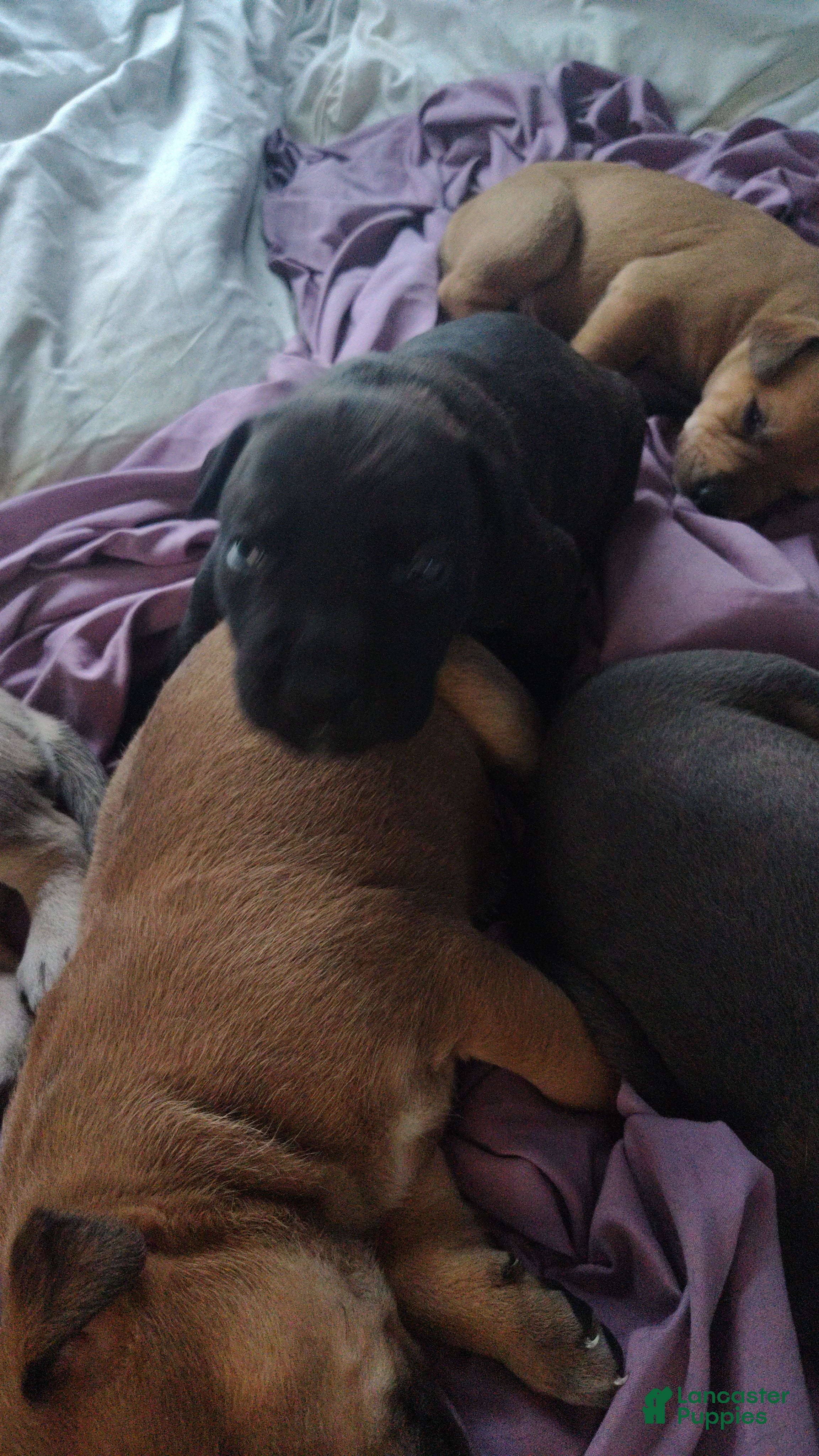 Mixed Breed dogs Blue Bell - Ad 21