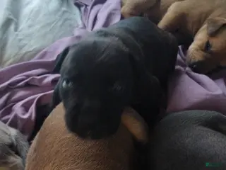 Mixed Breed dogs Blue Bell - Ad 21