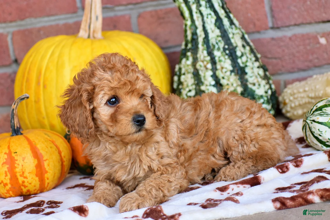 Miniature Poodle dogs for sale: Peter - Ad 4
