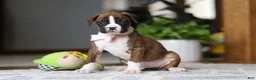 Boxer dogs for sale: Indy - Ad 11