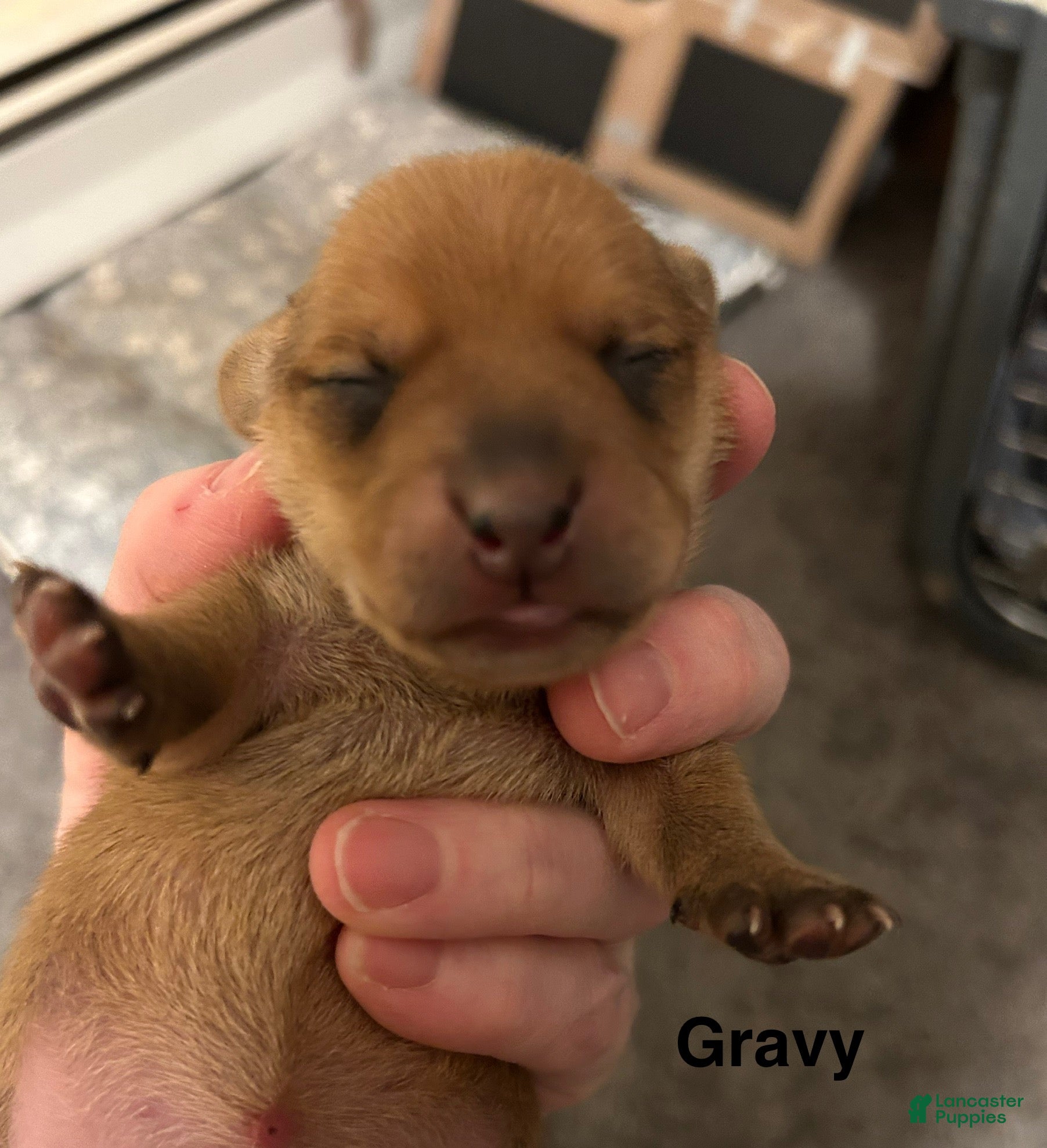 Miniature Dachshund dogs Gravy  - Ad 12