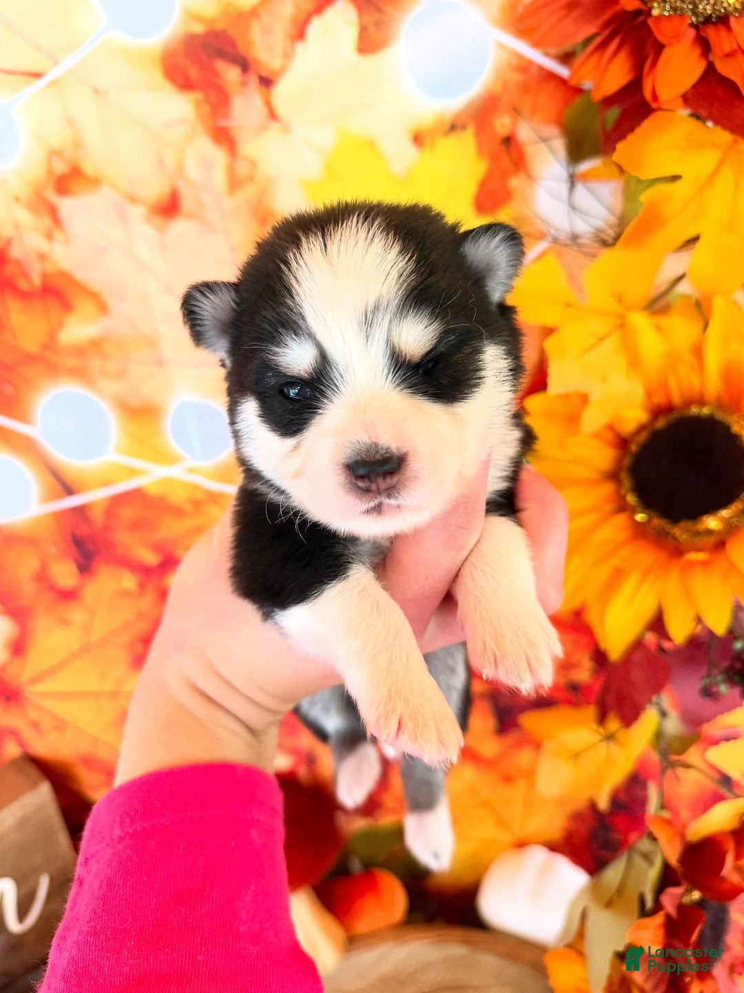 Pomsky dogs for sale: Zephyr - Ad 5