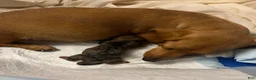 Dachshund dogs for sale: Male 3 - Ad 2