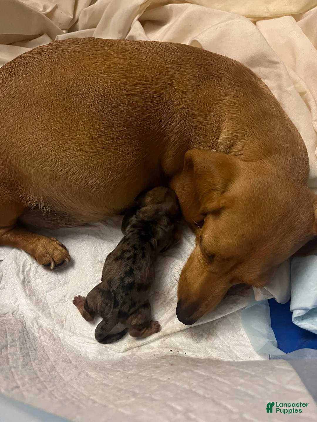 Dachshund dogs for sale: Male 3 - Ad 2