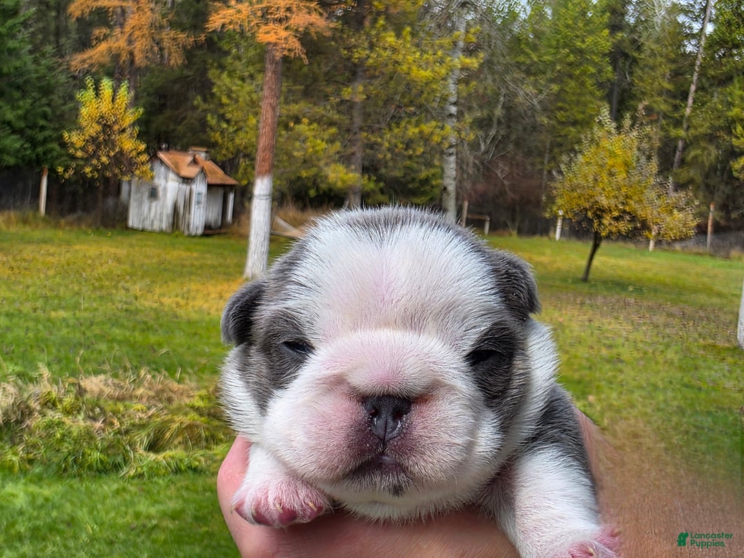 French Bulldog dogs for sale: Sven- a Blue Big Rope Frenchie - Ad 7