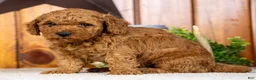 Miniature Poodle dogs for sale: Carmella - Ad 2