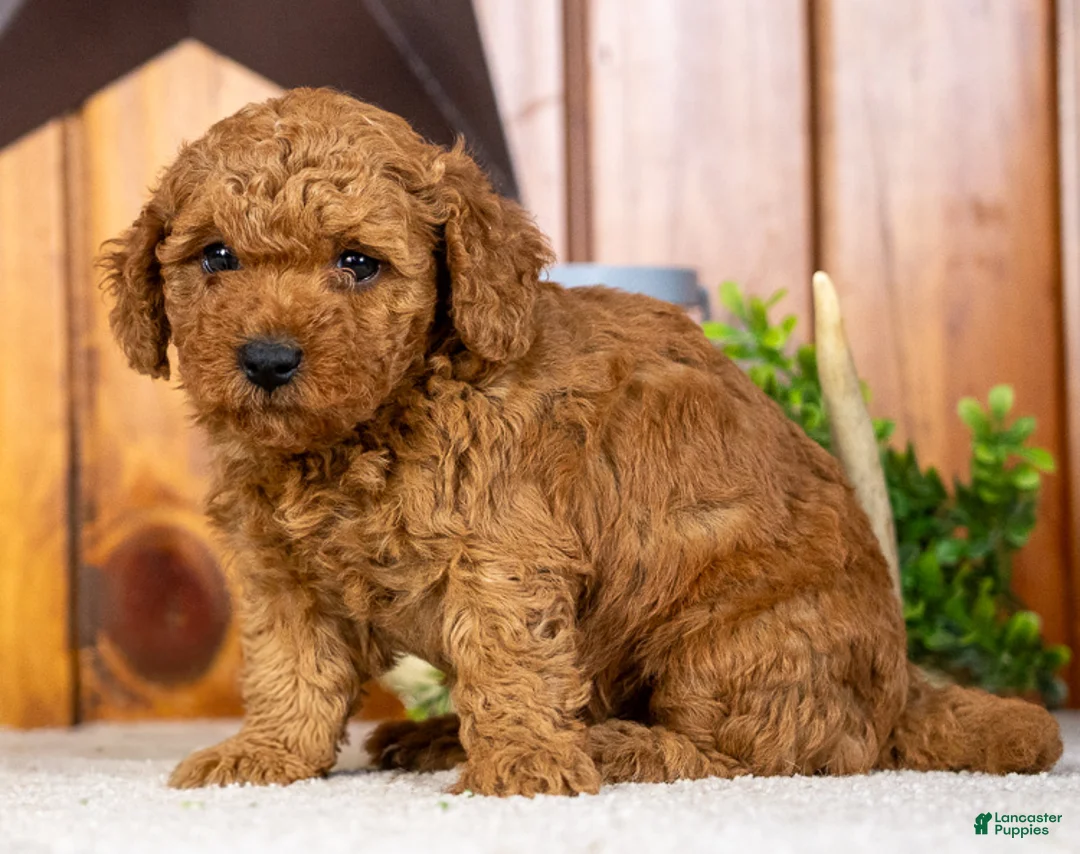 Miniature Poodle dogs for sale: Carmella - Ad 2