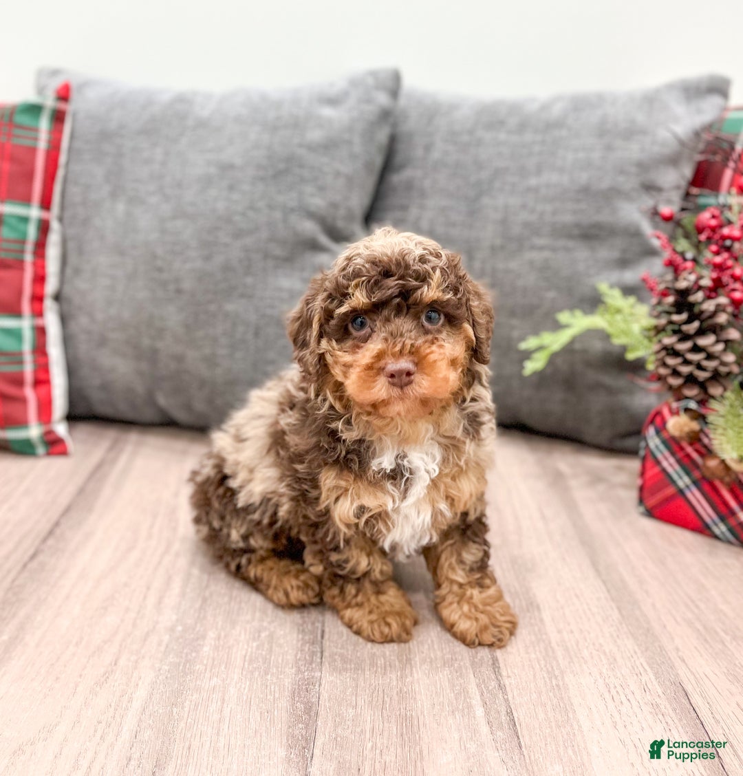 Miniature Poodle dogs for sale: Copper - Ad 3