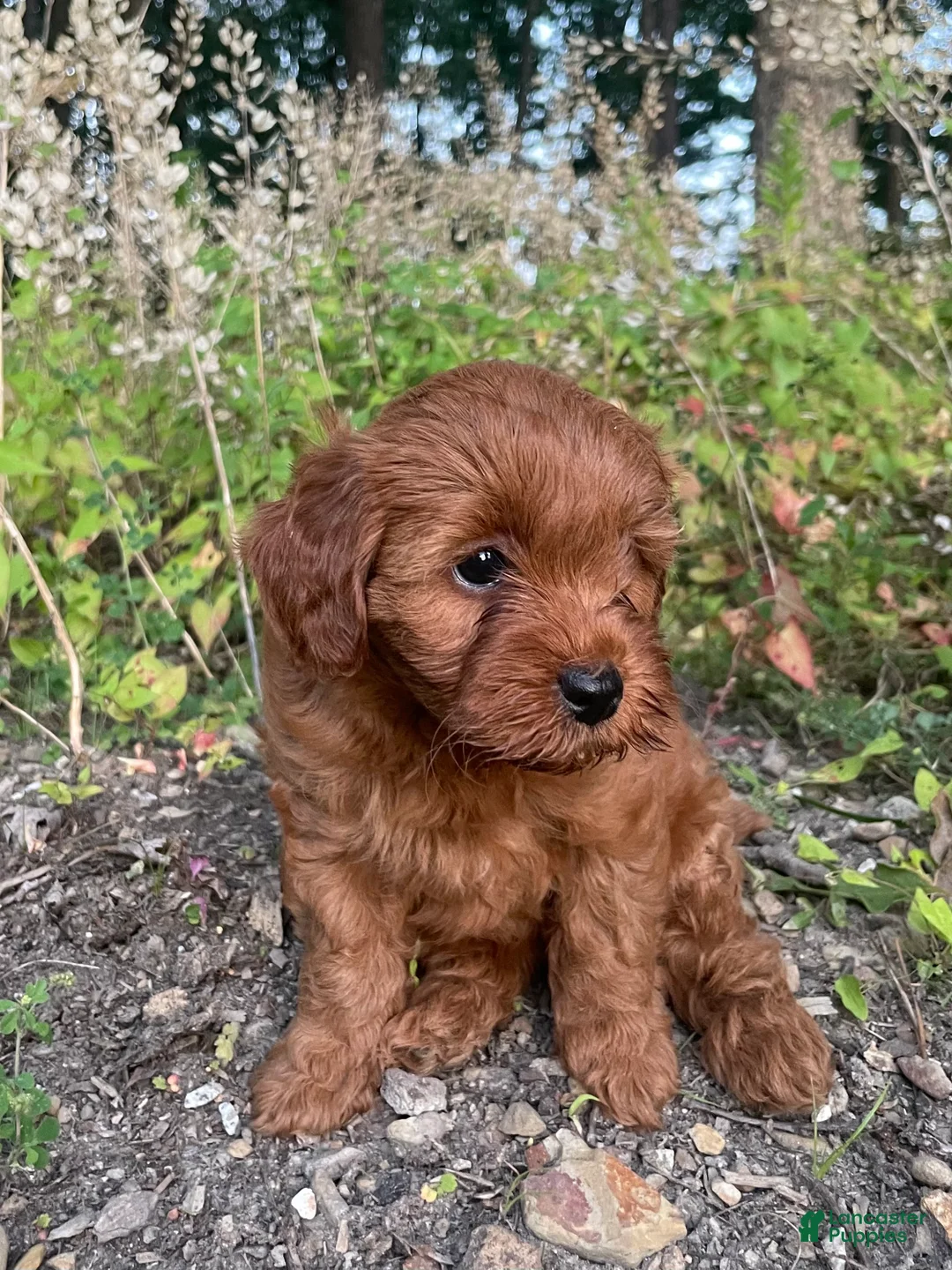 Cavapoo dogs for sale: Hazel - Ad 2