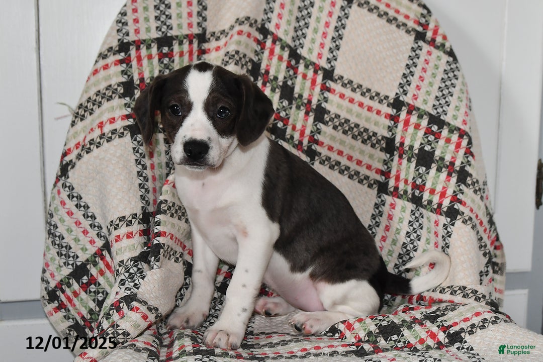 Mixed Breed dogs for sale: Babe - Ad 5