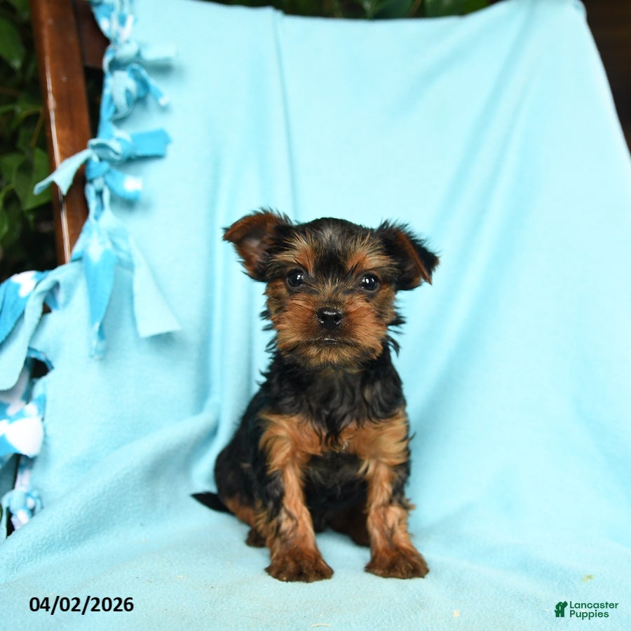 Yorkshire Terrier dogs Oregano - Ad 1