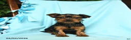 Yorkshire Terrier dogs for sale: Oregano - Ad 1