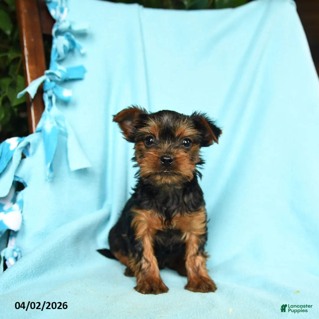 Yorkshire Terrier dogs for sale: Oregano - Ad 1