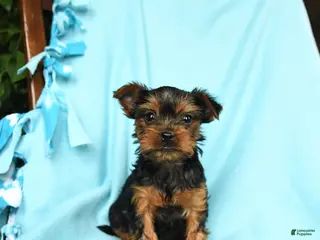 Yorkshire Terrier dogs for sale: Oregano - Ad 3