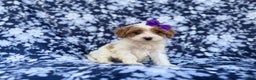 Cavapoo dogs for sale: Opal - Ad 6