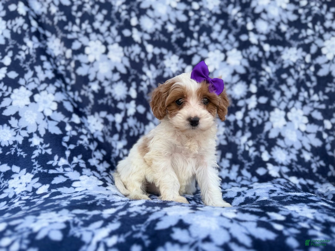 Cavapoo dogs for sale: Opal - Ad 6